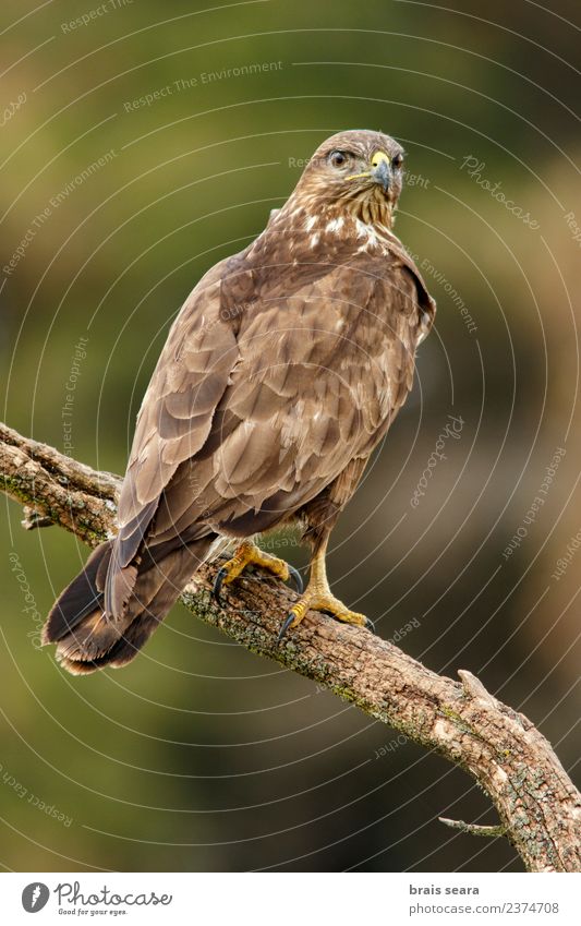 Mäusebussard Biologie Ornithologie Umwelt Natur Tier Baum Wald Wildtier Vogel Tiergesicht Flügel Greifvogel 1 Tierliebe Avenue Wirbeltier Wirbeltiere Tiere