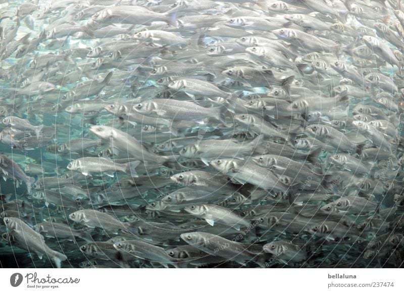 Gegen den Strom. Wasser Tier Wildtier Fisch Aquarium Schwarm schön grau silber Farbfoto Innenaufnahme Nahaufnahme Tag Kunstlicht High Key Zentralperspektive