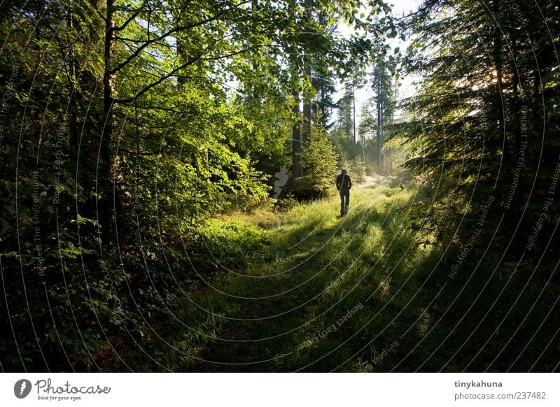 nachdenken harmonisch ruhig Spaziergang wandern Mann Erwachsene 1 Mensch Natur Frühling Schönes Wetter Wald Wege & Pfade Erholung gehen grün Farbfoto