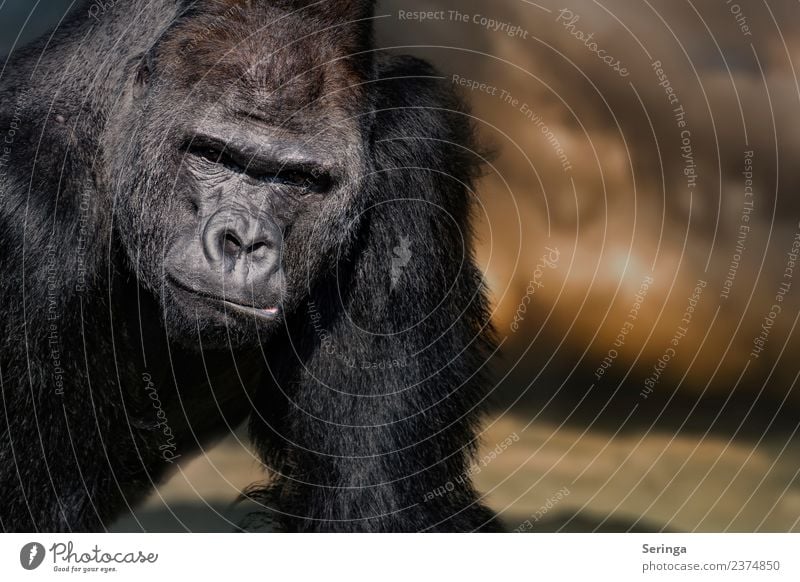 Gorillaportrait Tier Wildtier Tiergesicht Fell Krallen Pfote Fährte Zoo 1 beobachten Silberrücken Affen Farbfoto mehrfarbig Außenaufnahme Detailaufnahme