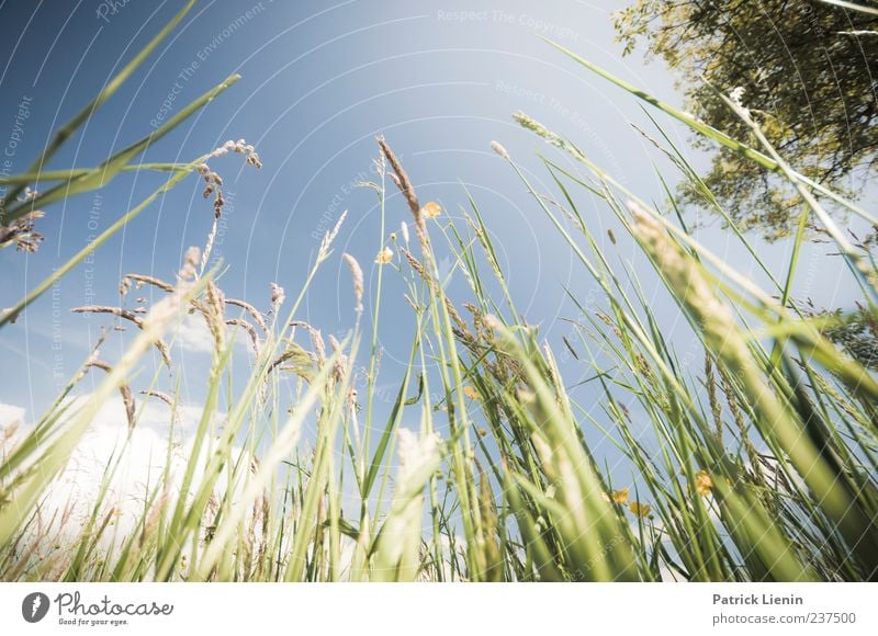 sometimes I remember wrong Gras Wiese Blatt Blauer Himmel himmelblau grün ruhig schön Froschperspektive himmelwärts Menschenleer Halm