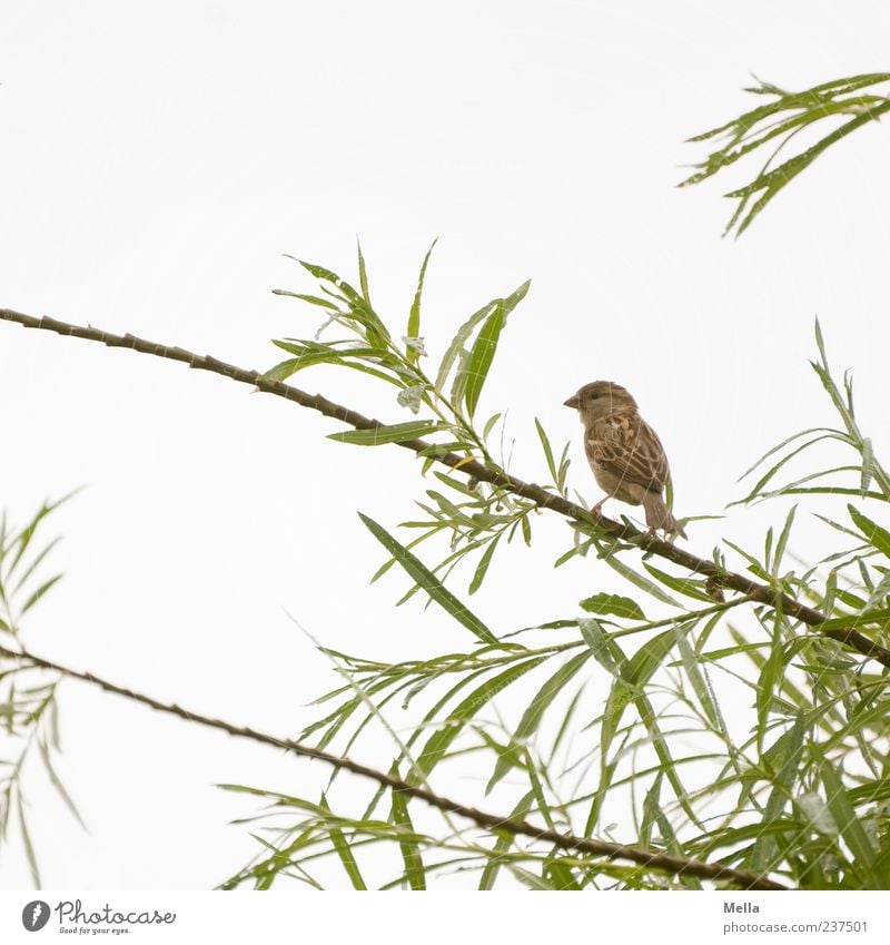 Spatzenfrühling Umwelt Natur Pflanze Tier Himmel Baum Blatt Grünpflanze Ast Vogel 1 Blick sitzen klein natürlich niedlich Farbfoto Außenaufnahme Menschenleer