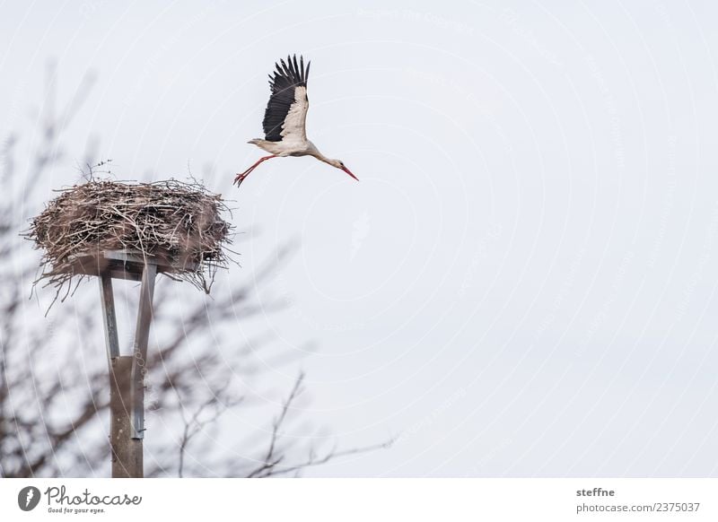 Weißstorch verlässt den Horst fliegend Tier Vogel 1 Storch Frühling Frühlingsgefühle Farbfoto Außenaufnahme Menschenleer Textfreiraum rechts Tierporträt