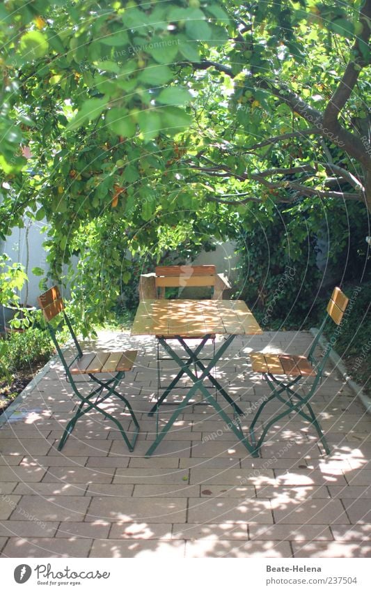 Unterm Apfelbaum Stil Garten Frühling Schönes Wetter Baum hell braun grün Schatten Gartentisch Gartenstuhl Wetterschutz Sitzgelegenheit Farbfoto Außenaufnahme