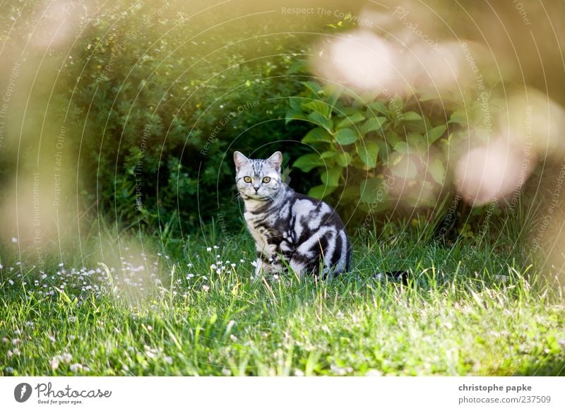 Wildkätzchen Garten Tier Katze 1 beobachten Blick sitzen Neugier niedlich Tierliebe Interesse Schüchternheit Farbfoto Außenaufnahme Tag Schwache Tiefenschärfe