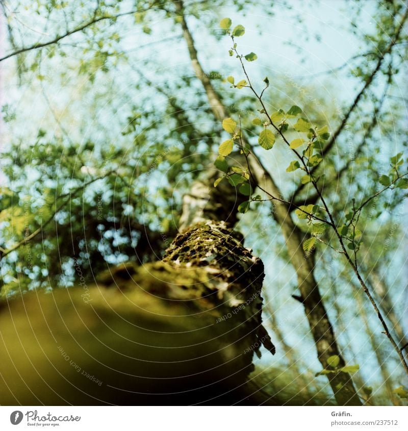 Im Moor Frühling Baum Blatt Blüte Wald Blühend Wachstum blau grün Kraft Idylle Natur Umwelt Baumstamm Farbfoto Außenaufnahme Menschenleer Schwache Tiefenschärfe