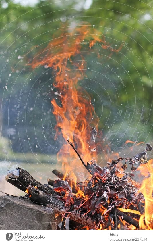 Feuer Umwelt Natur Urelemente Sommer Schönes Wetter Baum heiß Wärme gelb gold rot Freude gefährlich Feuerstelle Flamme brennen Grillsaison Grillplatz Grillen