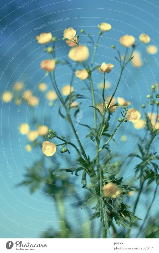 Über 600 Sommer Umwelt Pflanze Himmel Frühling Schönes Wetter Blume Blatt Blüte Blühend ästhetisch frisch hell blau gelb grün Farbe Perspektive Blütenknospen