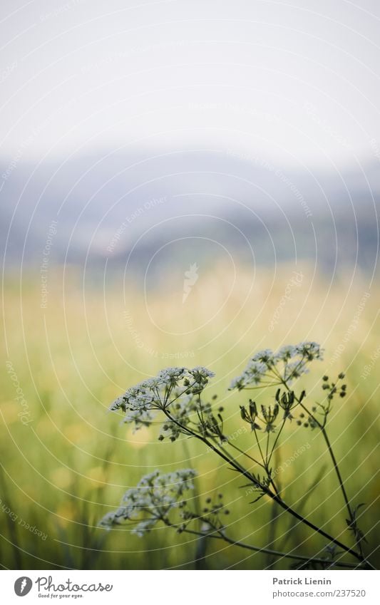 Fernsicht Umwelt Natur Landschaft Urelemente Luft Himmel Wolkenloser Himmel Sonnenlicht Frühling Sommer Wetter Schönes Wetter Pflanze Blume Blüte Grünpflanze