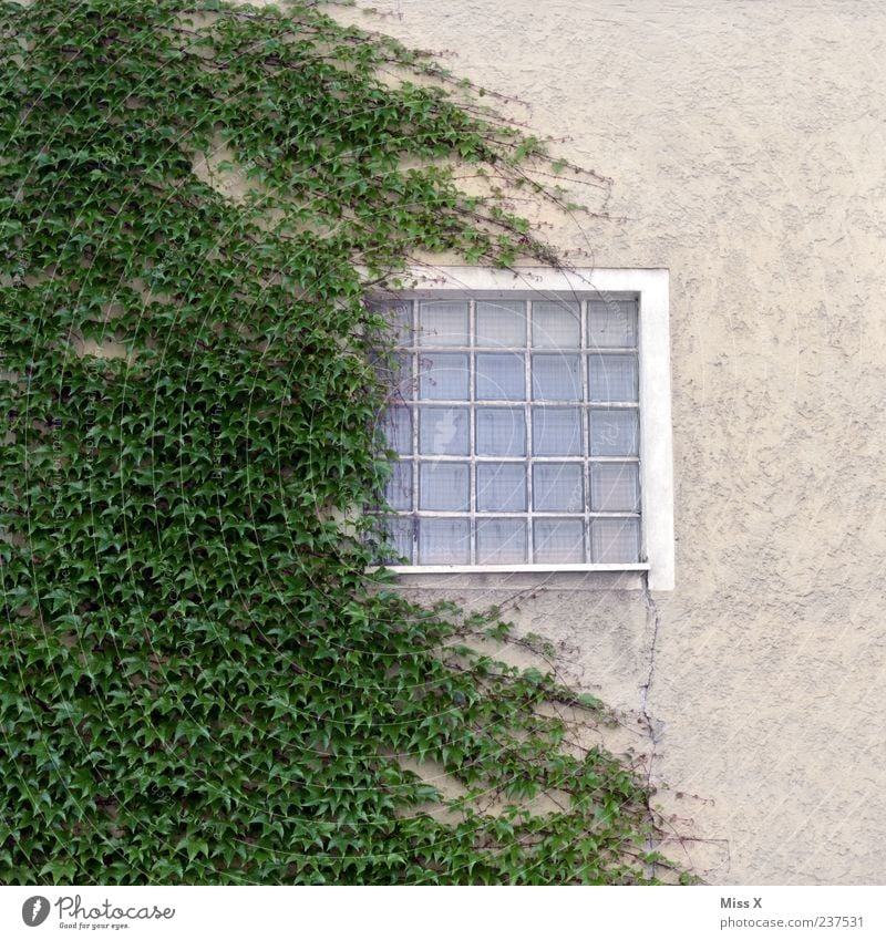 zugewachsen Pflanze Sträucher Efeu Mauer Wand Fenster Wachstum grün Ranke Glasbaustein Farbfoto Gedeckte Farben Außenaufnahme Muster Menschenleer