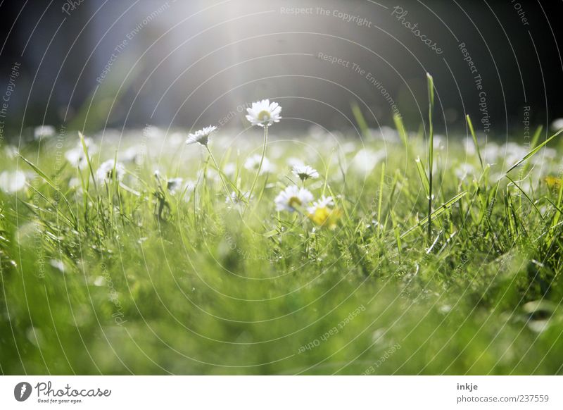 Wiesenromantik 1 Pflanze Sonnenlicht Frühling Sommer Schönes Wetter Gras Gänseblümchen Rasen Blühend leuchten hell natürlich grün weiß Frühlingsgefühle