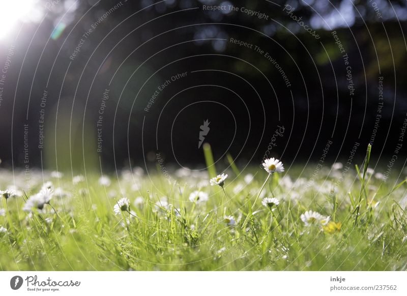 Wiesenromantik 2 Pflanze Sonnenlicht Frühling Sommer Schönes Wetter Gras Blüte Rasen Garten Park Blühend leuchten grün weiß Frühlingsgefühle Romantik Erholung