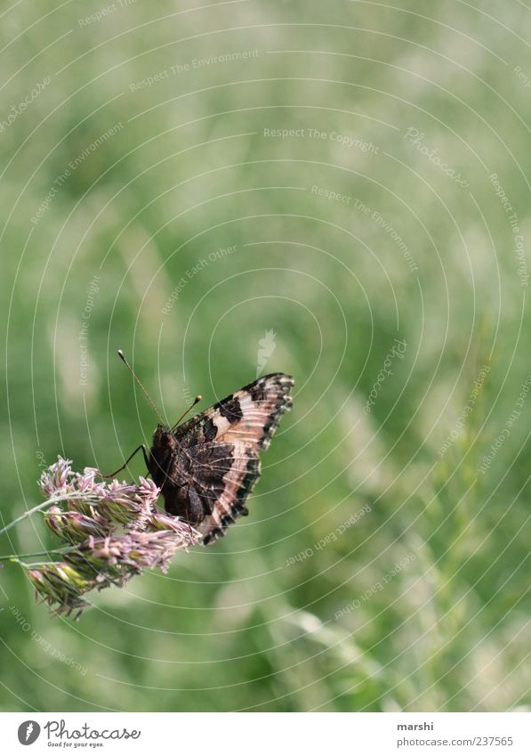 Wiesenmodel Natur Pflanze Tier Frühling Sommer Garten Schmetterling 1 grün sitzen flattern Fühler Farbfoto Außenaufnahme Textfreiraum oben Textfreiraum rechts