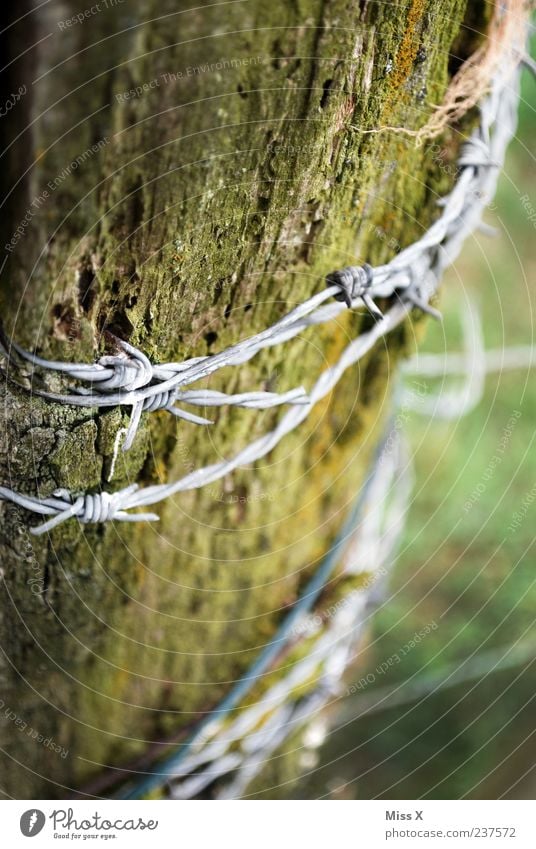 Stacheldraht Garten alt stachelig Verfall Baumstamm Holz Zaunpfahl Metallzaun morsch Farbfoto Gedeckte Farben Außenaufnahme Nahaufnahme Strukturen & Formen