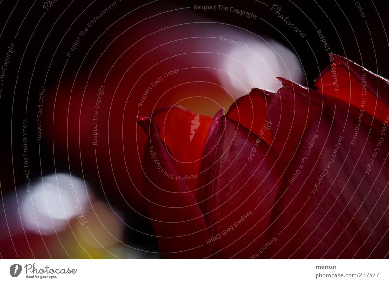 Die Farbe Rot Natur Pflanze Frühling Blume Tulpe Blüte Frühlingsblume leuchten ästhetisch authentisch außergewöhnlich elegant schön rot schwarz Frühlingsgefühle