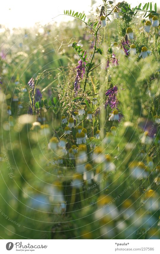 Hummelparadies Natur Pflanze Sommer Blume Gras Blatt Blüte Wildpflanze Kamillenblüten Wiese natürlich gelb grün violett weiß Farbfoto mehrfarbig Außenaufnahme