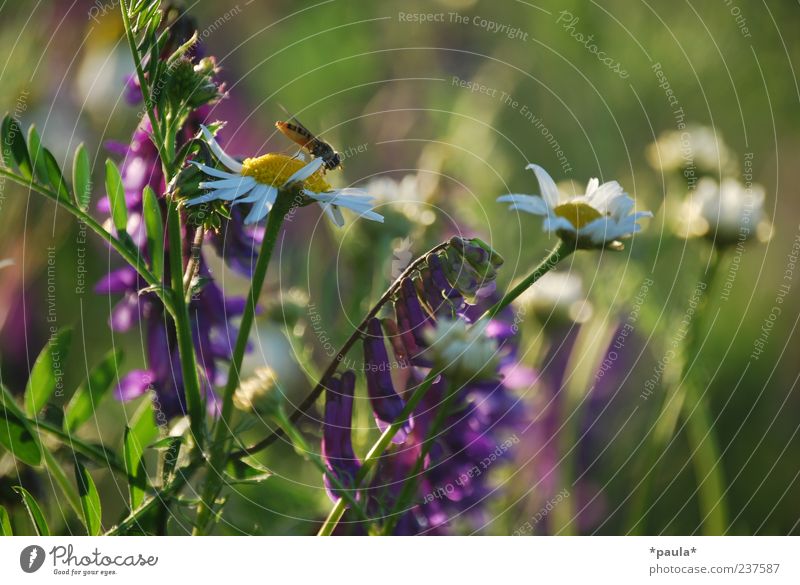 Sommer Landschaft Pflanze Blume Gras Wildpflanze Kamillenblüten Wiese Fliege 1 Tier natürlich gelb grün violett weiß Lebensfreude Duft Farbfoto mehrfarbig