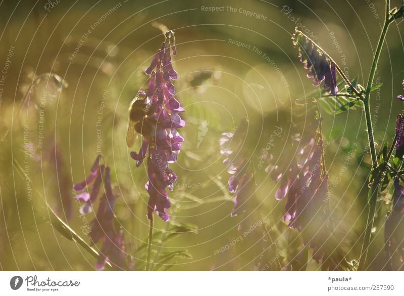 Ein Moment Pflanze Sonnenaufgang Sonnenuntergang Sonnenlicht Sommer Blume Gras Wildpflanze Wiese Wildtier Hummel 1 Tier natürlich braun grün violett