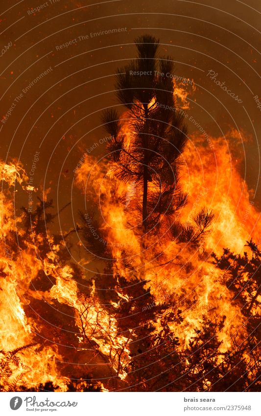 Waldbrand Arbeit & Erwerbstätigkeit Landwirtschaft Forstwirtschaft Umwelt Natur Landschaft Feuer Klimawandel schlechtes Wetter Wind Baum heiß natürlich wild