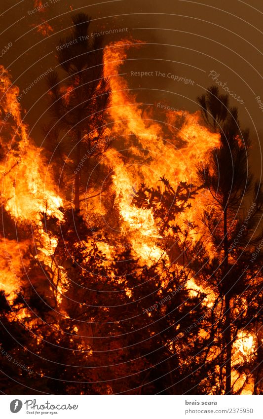 Waldbrand Landwirtschaft Forstwirtschaft Umwelt Natur Landschaft Klimawandel Wind Baum heiß natürlich wild orange Angst Entsetzen gefährlich Stress Verzweiflung