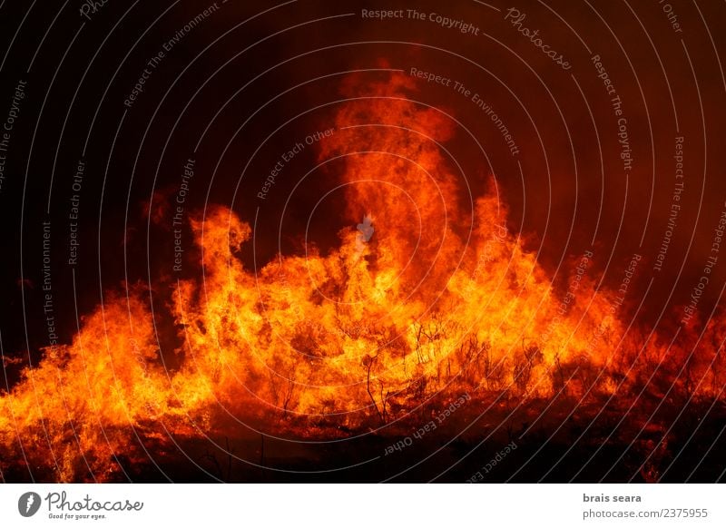 Waldbrand Arbeit & Erwerbstätigkeit Landwirtschaft Forstwirtschaft Umwelt Natur Landschaft Feuer Klimawandel Wind Baum heiß natürlich wild orange rot schwarz