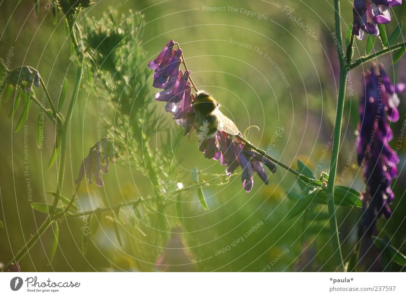 Ein Augenblick Natur Pflanze Sommer Blume Gras Blatt Blüte Wiese Tier Hummel 1 natürlich weich gelb grün violett Umwelt Farbfoto mehrfarbig Außenaufnahme