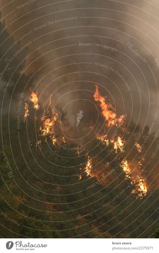 Waldbrand Landwirtschaft Forstwirtschaft Umwelt Natur Landschaft Feuer Klimawandel Wind Pflanze Baum heiß natürlich wild grün orange rot schwarz Traurigkeit