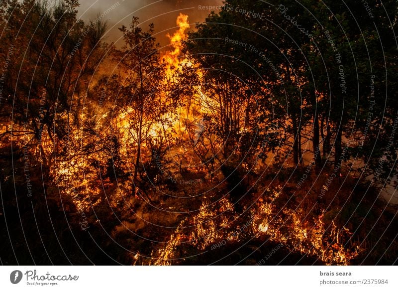 Waldbrand Landwirtschaft Forstwirtschaft Umwelt Natur Landschaft Feuer Klimawandel Wind Baum heiß natürlich wild orange rot schwarz Traurigkeit Angst Entsetzen