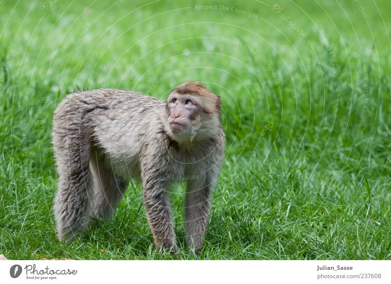 Berberaffe Affen Berberaffen Zoo Gras Wiese Rasen grün Hilfesuchend Goldener Schnitt Außenaufnahme Tierjunges Ganzkörperaufnahme Fell Blick Tierporträt 1 stehen