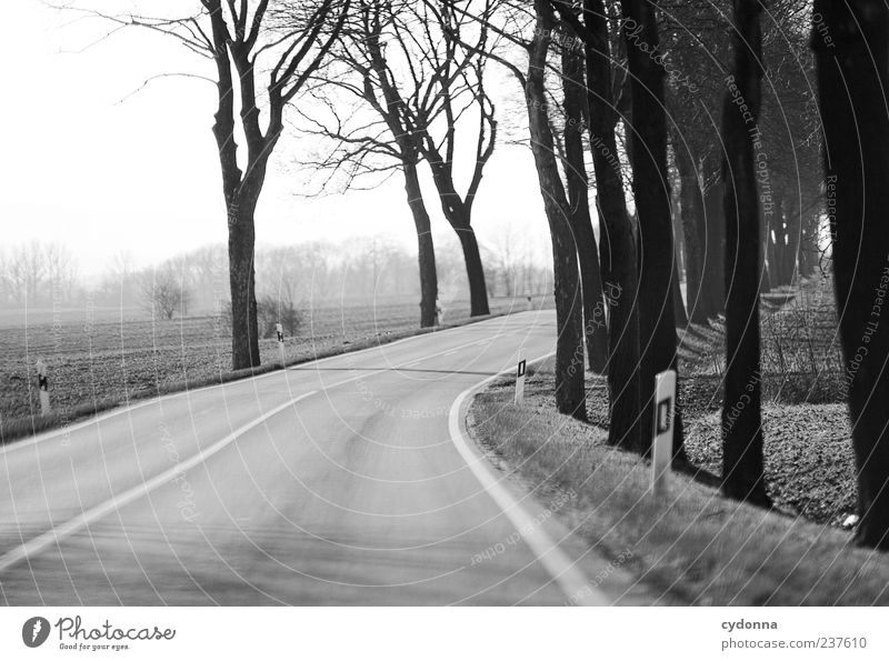 Allee Ferien & Urlaub & Reisen Ausflug Ferne Freiheit Umwelt Natur Landschaft Himmel Baum Feld Verkehr Straße Wege & Pfade Schilder & Markierungen Bewegung