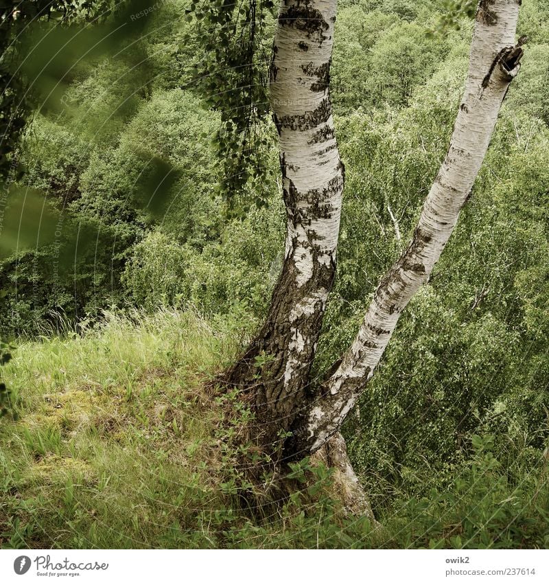 Grüner Wind Umwelt Natur Landschaft Pflanze Luft Klima Wetter Schönes Wetter Baum Blatt Grünpflanze Wildpflanze Birke Birkenblätter Birkenrinde Wald Bewegung