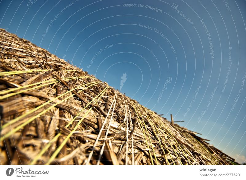 Stroh Landwirtschaft Deutschland Landschaftsformen Arbeit & Erwerbstätigkeit Gartenarbeit Wirtschaft Forstwirtschaft Feld Ernte heuführen Landleben Land Art