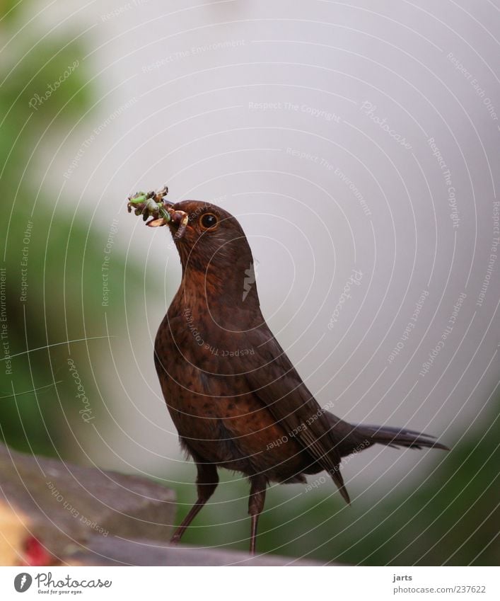 dinner Natur Tier Wildtier Vogel 1 Blick frei füttern Futter Wurm Protein Insektenlarve Amsel Farbfoto Außenaufnahme Nahaufnahme Menschenleer