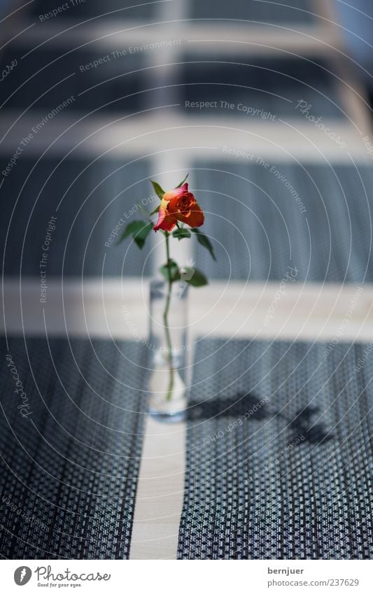 so lonely Pflanze Rose Blüte Grünpflanze Streifen dünn blau rot Ordnung Vase Glas Farbfoto Innenaufnahme Textfreiraum unten Tag Licht Schatten Kontrast