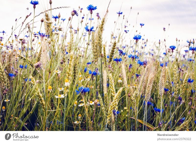 Kornblumen im Feld Lebensmittel Bioprodukte Landwirtschaft Forstwirtschaft Natur Landschaft Pflanze Sommer Herbst Blume Blüte Nutzpflanze Wildpflanze Duft