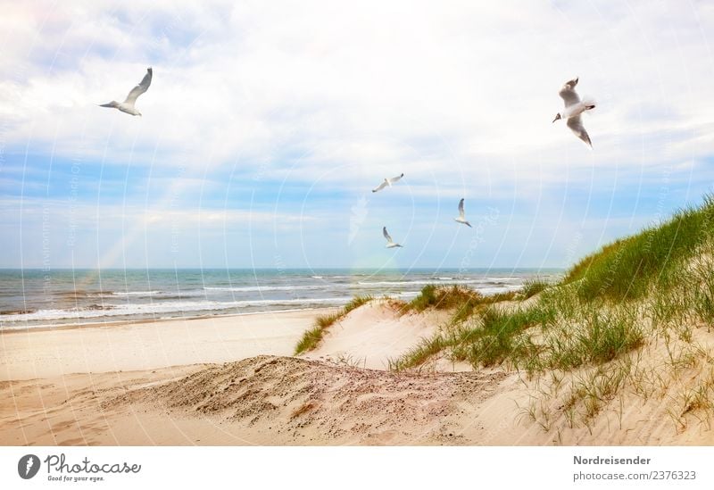 Möwen über Strand und Dünen Ferien & Urlaub & Reisen Tourismus Sommer Sommerurlaub Sonne Meer Wellen Landschaft Urelemente Sand Wasser Wolken Schönes Wetter