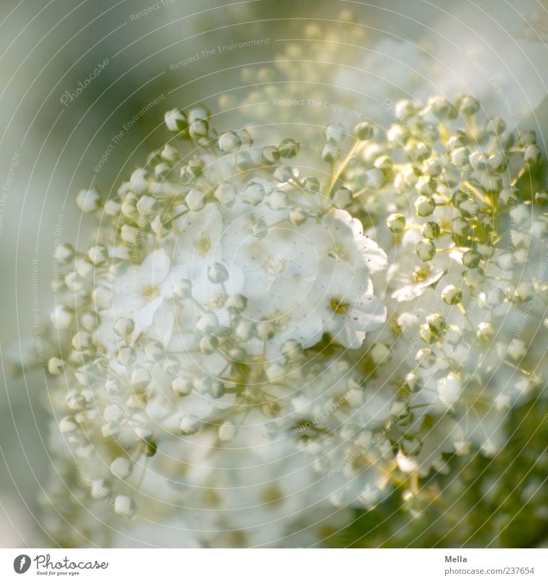 Ganz in weiß Umwelt Natur Pflanze Frühling Sommer Blume Blüte Blühend Wachstum schön natürlich grün elegant Wandel & Veränderung Doppelbelichtung Blütenknospen