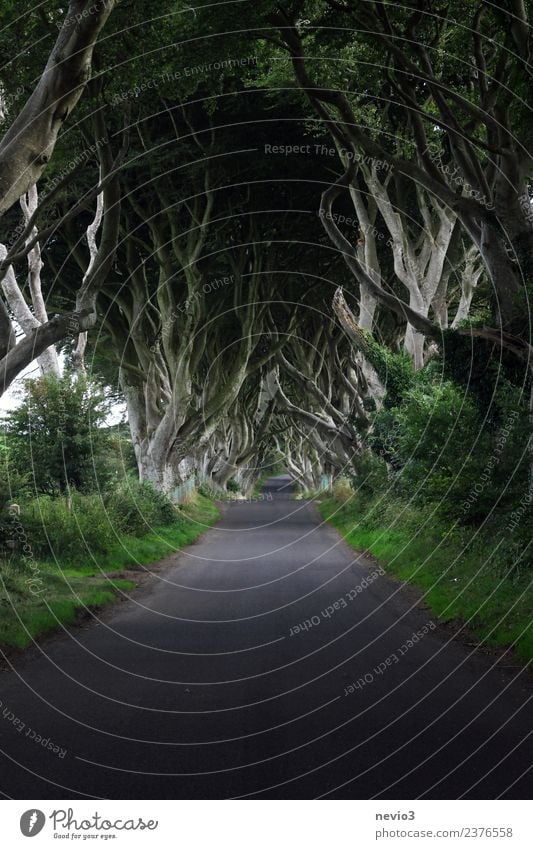 Die 'Dunklen Hecken' / 'Dark Hedges' in Nordirland Umwelt Natur Landschaft Frühling Pflanze Baum Sträucher Grünpflanze Nutzpflanze Wald Straße Wege & Pfade