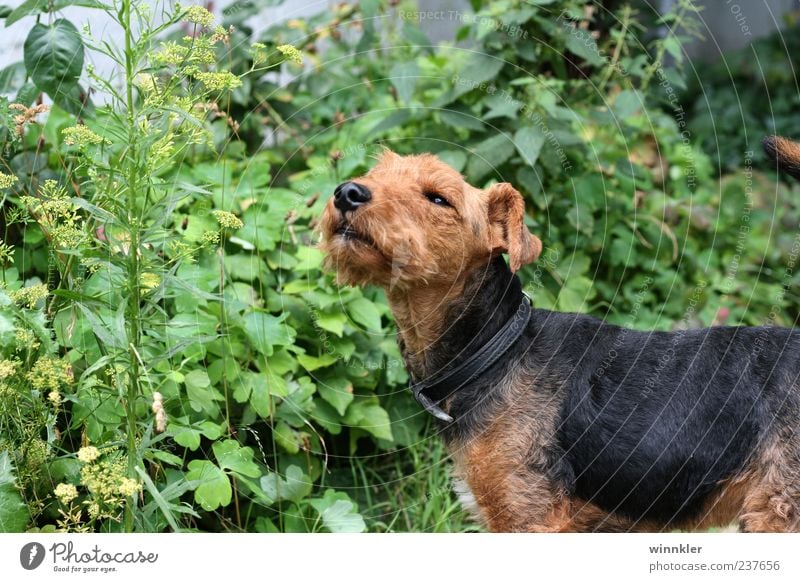 william winston Tier Haustier Hund 1 niedlich braun grün schwarz Farbfoto Außenaufnahme Tag Hundeblick Hundeschnauze Menschenleer