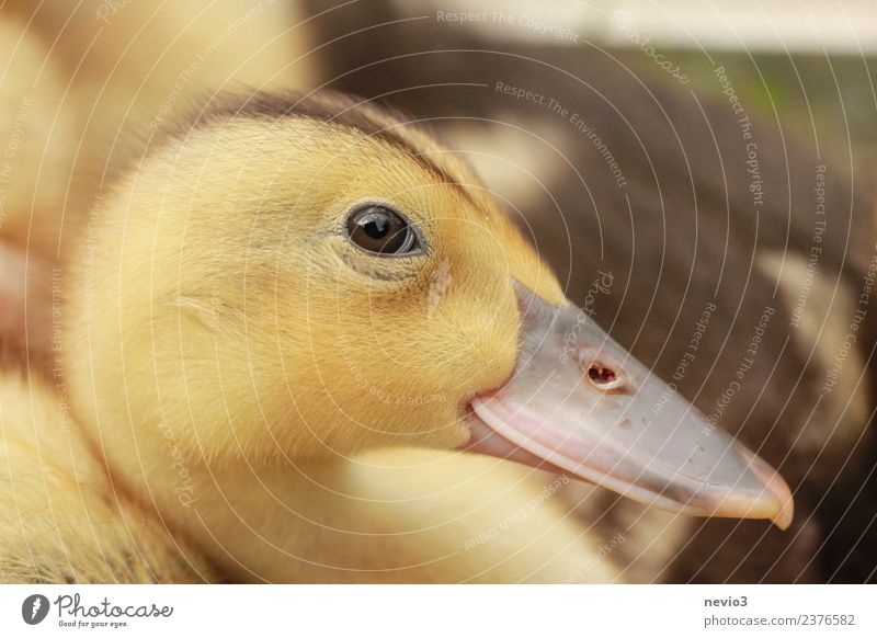 Neugieriges Entenküken Umwelt Tier Haustier Nutztier Wildtier Tiergesicht Zoo Streichelzoo 1 Tierjunges Glück schön natürlich niedlich positiv klug gelb