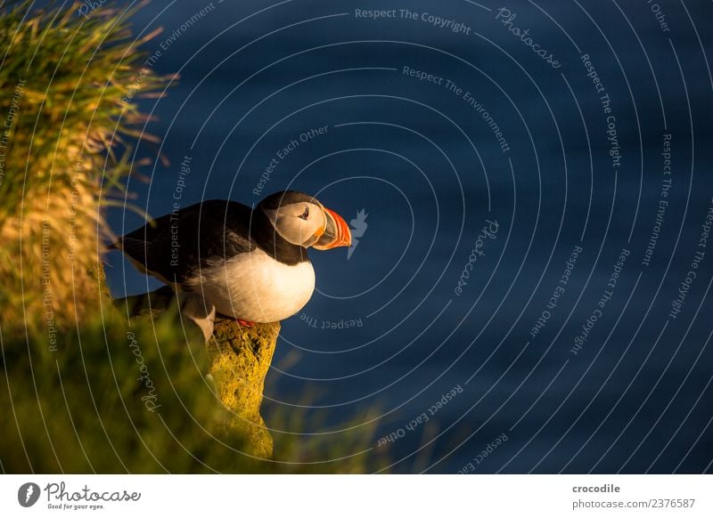 Puffin VII Papageitaucher Látrabjarg Vogel Gegenlicht Mitternachtssonne Island Klippe Felsen niedlich orange Schwache Tiefenschärfe Schlucht Am Rand Feder