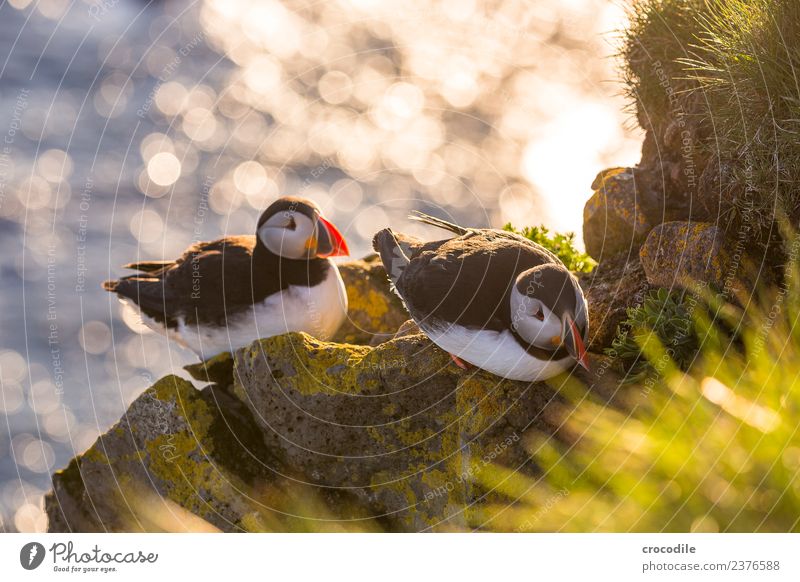 Puffin IV Papageitaucher Látrabjarg Vogel Gegenlicht Mitternachtssonne Island Klippe Felsen niedlich orange Schwache Tiefenschärfe Schlucht Am Rand Feder