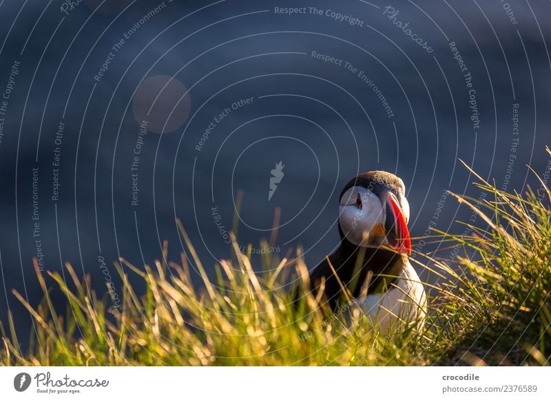 Puffin VI Papageitaucher Látrabjarg Vogel Gegenlicht Mitternachtssonne Island Klippe Felsen niedlich orange Schwache Tiefenschärfe Schlucht Am Rand Feder