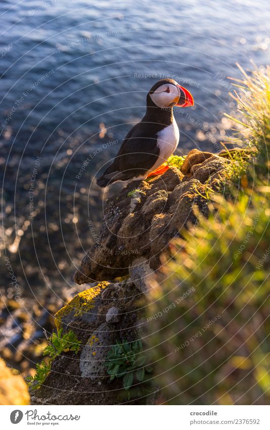 Puffin V Papageitaucher Látrabjarg Vogel Gegenlicht Mitternachtssonne Island Klippe Felsen niedlich orange Schwache Tiefenschärfe Schlucht Am Rand Feder