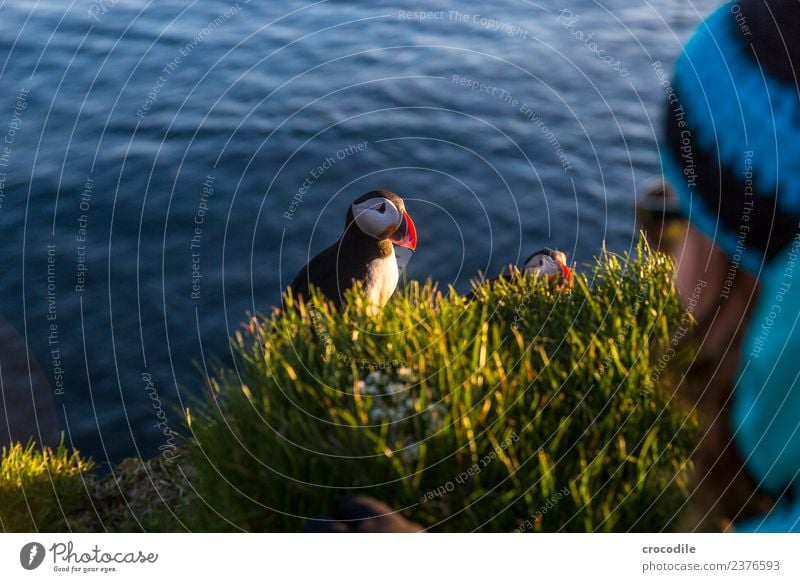 Puffin X Papageitaucher Látrabjarg Vogel Gegenlicht Mitternachtssonne Island Klippe Felsen niedlich orange Schwache Tiefenschärfe Schlucht Am Rand Feder