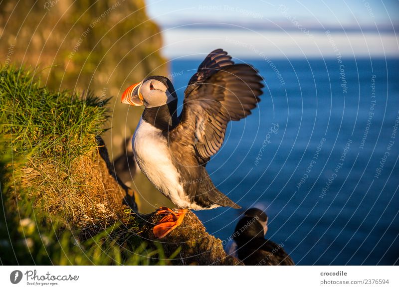 Puffin IX Papageitaucher Látrabjarg Vogel Gegenlicht Mitternachtssonne Island Klippe Felsen niedlich orange Schwache Tiefenschärfe Schlucht Am Rand Feder