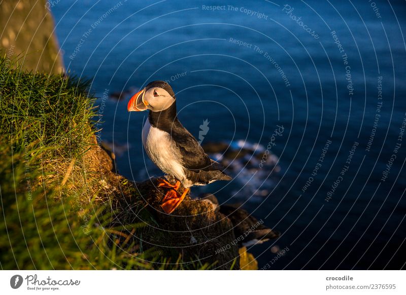 Puffin VIII Papageitaucher Látrabjarg Vogel Gegenlicht Mitternachtssonne Island Klippe Felsen niedlich orange Schwache Tiefenschärfe Schlucht Am Rand Feder