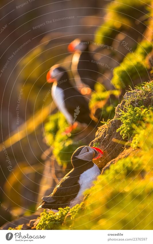 Puffin III Papageitaucher Látrabjarg Vogel Gegenlicht Mitternachtssonne Island Klippe Felsen niedlich orange Schwache Tiefenschärfe Schlucht Am Rand Feder