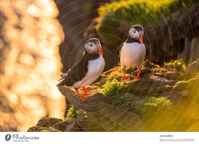 Puffin II Papageitaucher Látrabjarg Vogel Gegenlicht Mitternachtssonne Island Klippe Felsen niedlich orange Schwache Tiefenschärfe Schlucht Am Rand Feder