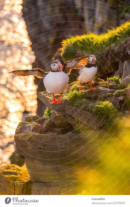 Puffin Papageitaucher Látrabjarg Vogel Gegenlicht Mitternachtssonne Island Klippe Felsen niedlich orange Schwache Tiefenschärfe Schlucht Feder Schnabel